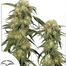 Pamir Gold®